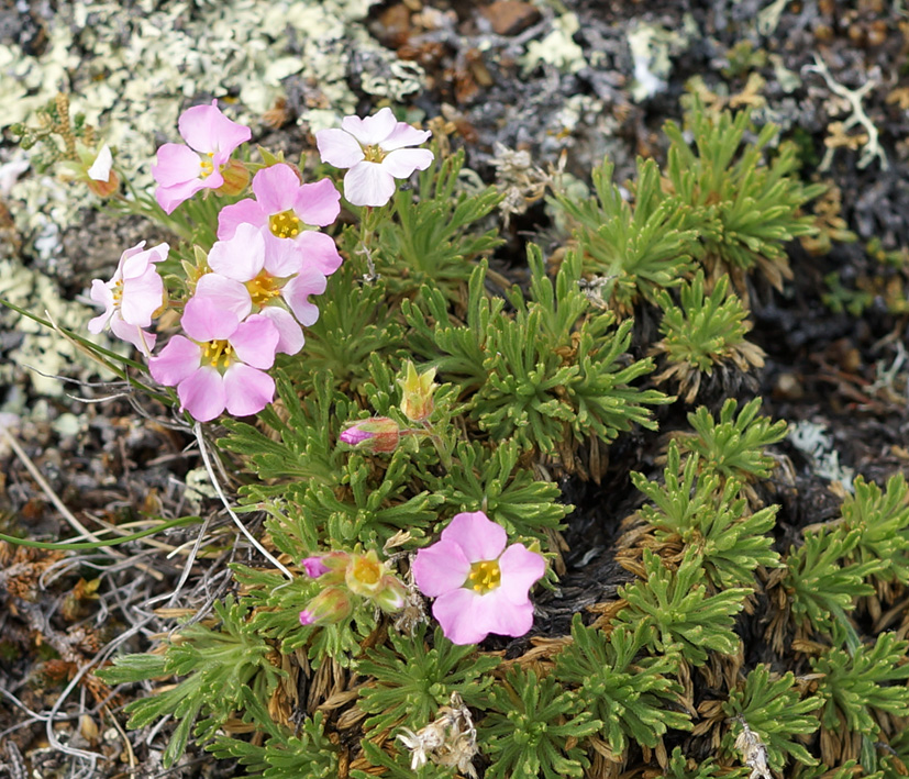 Image of Chamaerhodos altaica specimen.