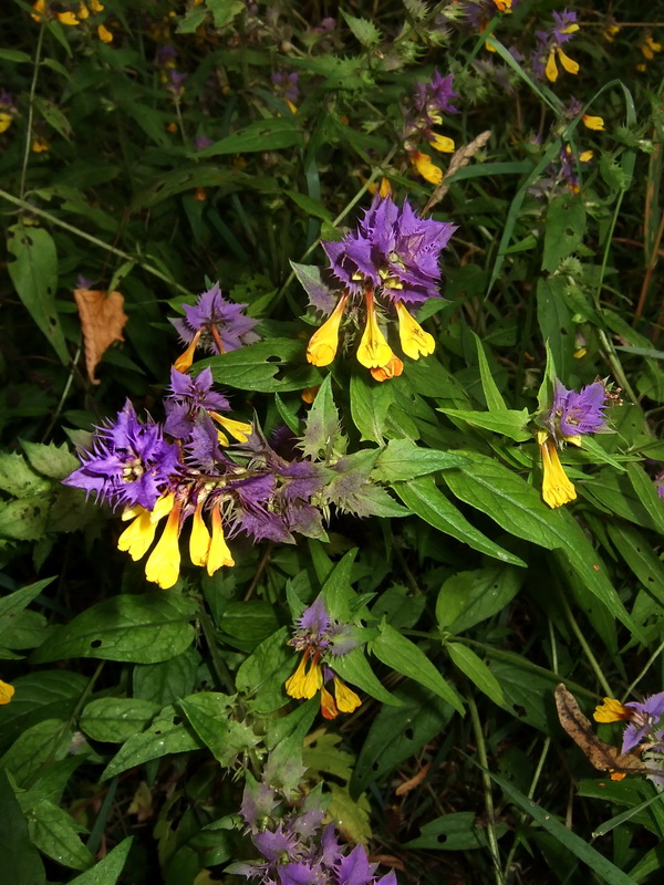 Image of Melampyrum nemorosum specimen.