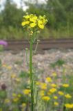 Erysimum hieraciifolium