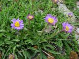 Aster alpinus