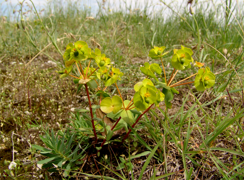 Изображение особи Euphorbia petrophila.