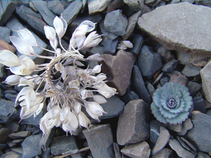 Image of Pseudovesicaria digitata specimen.