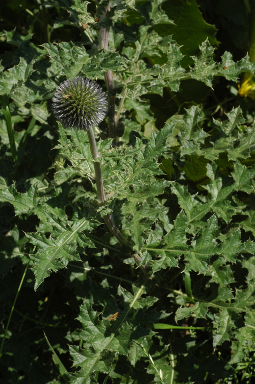 Изображение особи Echinops chantavicus.