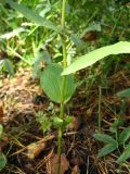 Epipactis helleborine. Нижняя часть побега. Томская обл., окр. г. Томск, опушка сосново-берёзового леса. 1.09.2009.