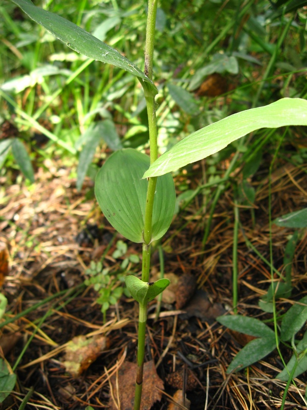 Изображение особи Epipactis helleborine.