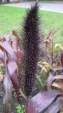 Pennisetum americanum