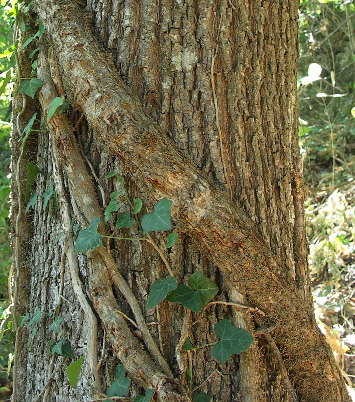 Изображение особи Hedera helix.