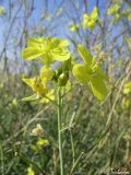 Diplotaxis tenuifolia