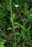 Moehringia lateriflora. Цветущее растение в лесу. Бурятия, южная часть Баргузинского хребта, берег р. Большой Чивыркуй. 17.07.2009.