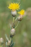 Chartolepis intermedia. Побеги с соцветиями. Южный Урал, Челябинская обл., Аркаим, степь. 18.07.2008.