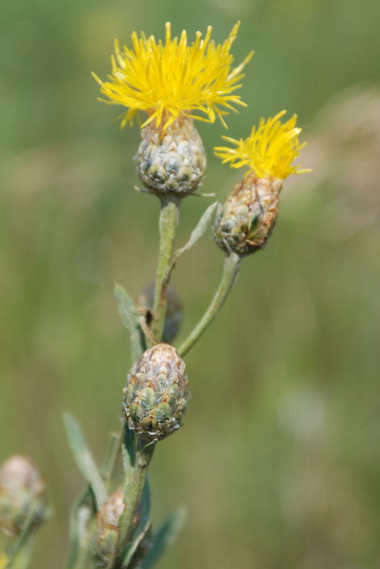 Изображение особи Chartolepis intermedia.