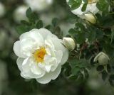 Rosa spinosissima. Побег с цветками. Подмосковье, Одинцовский р-н, г. Кубинка. 28.05.2014.