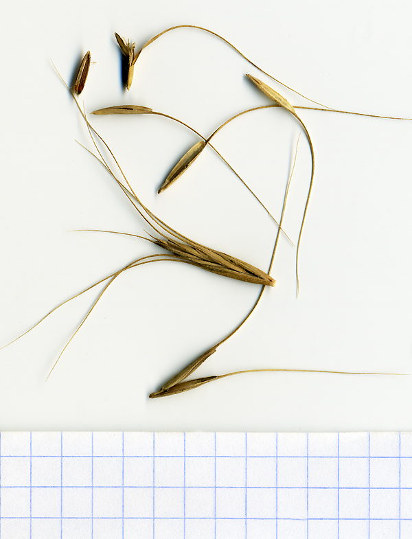 Image of Elymus gmelinii specimen.