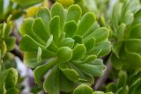 Aeonium arboreum. Верхушка побега с розеткой листьев. Греция, Эгейское море, о. Парос, высокий каменистый берег, возле жилья. 15.12.2015.