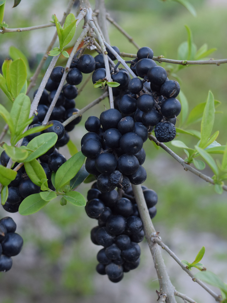 Изображение особи Ligustrum vulgare.