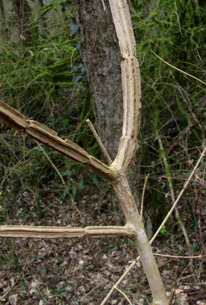 Image of Acer campestre specimen.