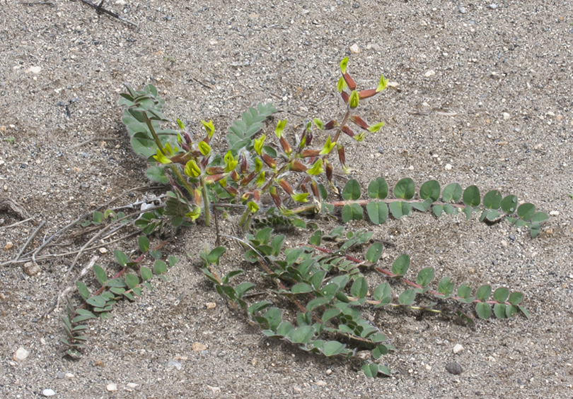 Image of Astragalus fabaceus specimen.