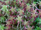 Sphagnum warnstorfii