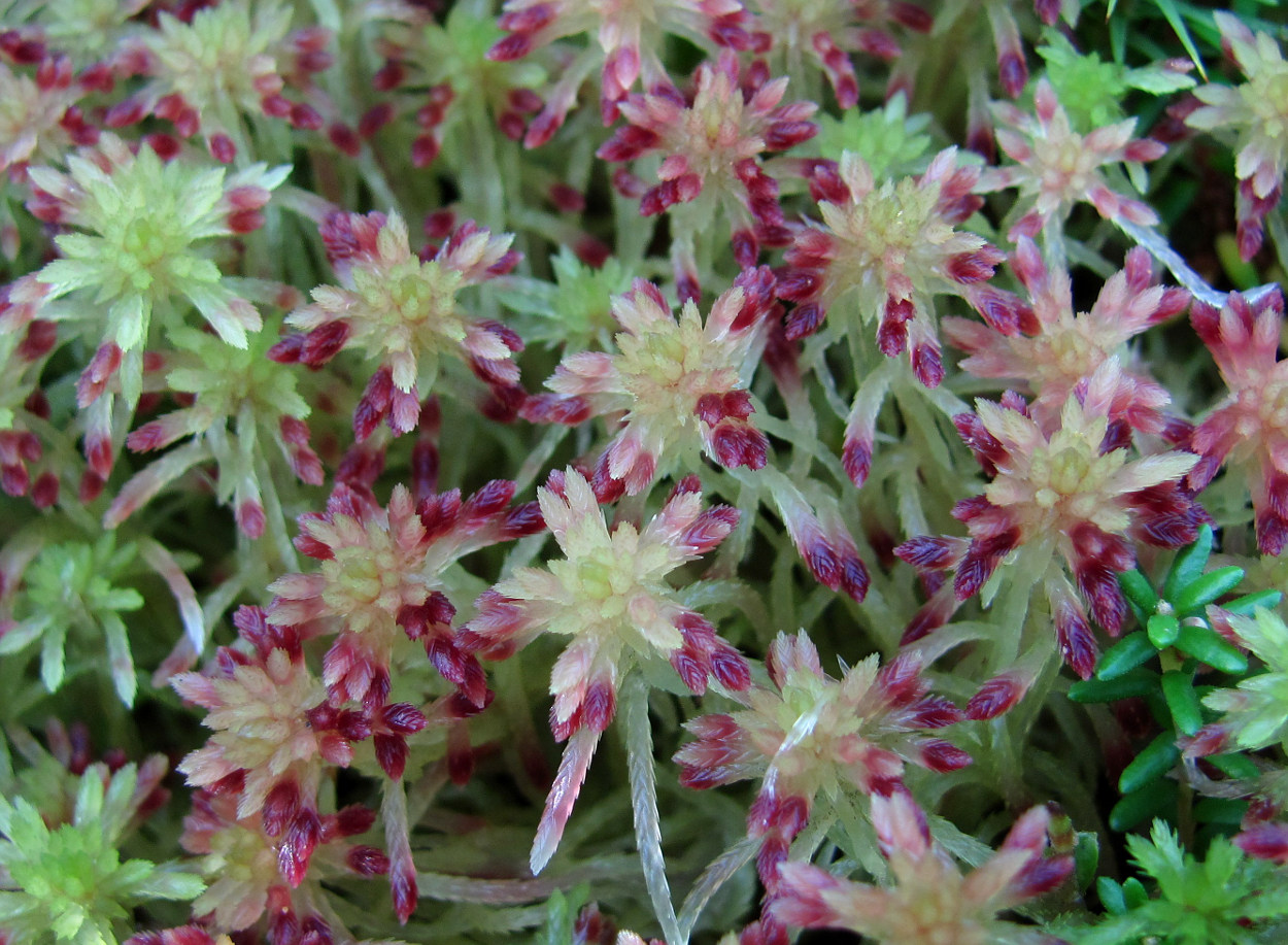 Image of Sphagnum warnstorfii specimen.