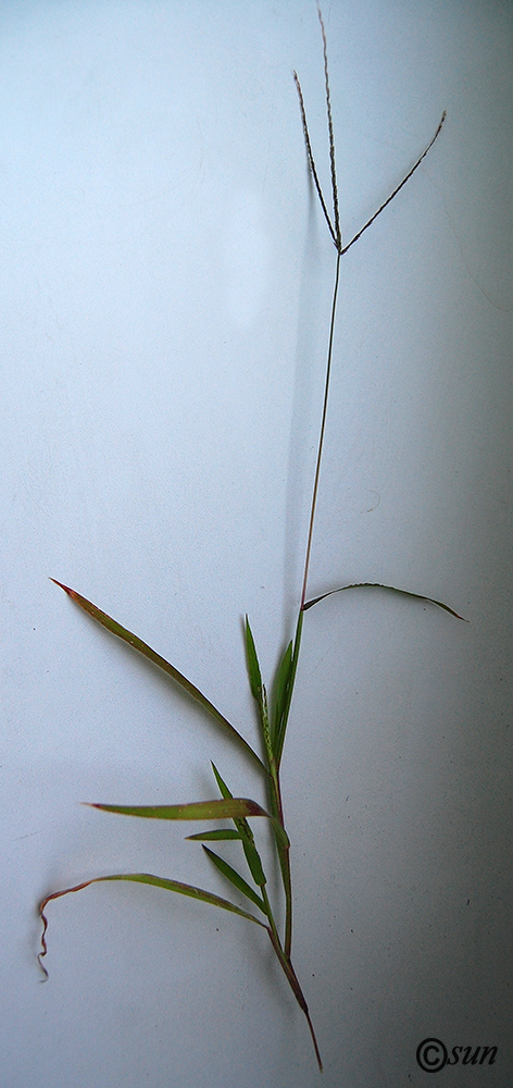 Image of Digitaria sanguinalis specimen.