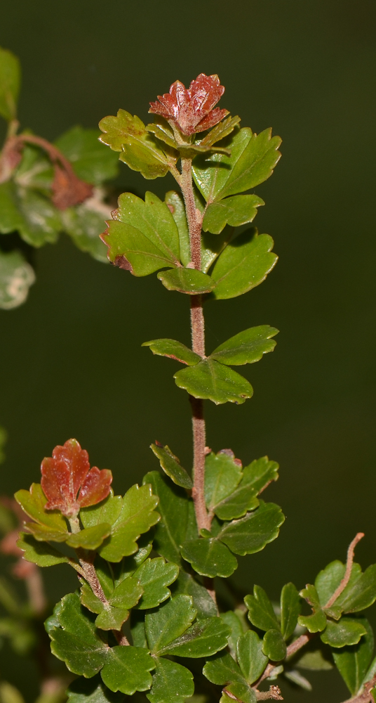 Изображение особи Rhus crenata.