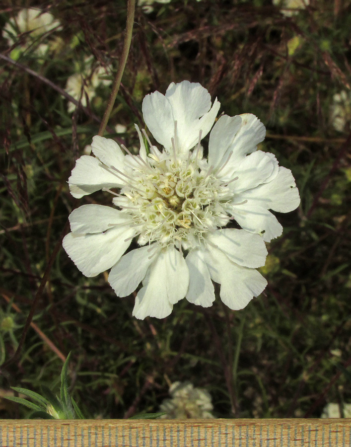 Image of Lomelosia argentea specimen.