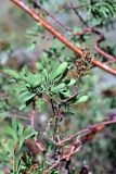 Spiraea hypericifolia