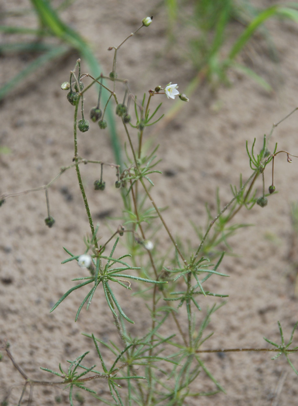 Изображение особи Spergula arvensis.