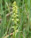 Herminium monorchis