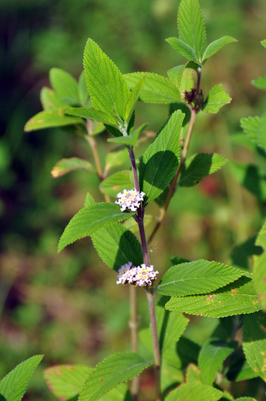 Изображение особи Lippia alba.