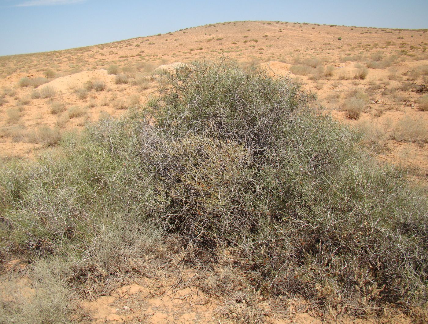 Image of Calligonum rotula specimen.
