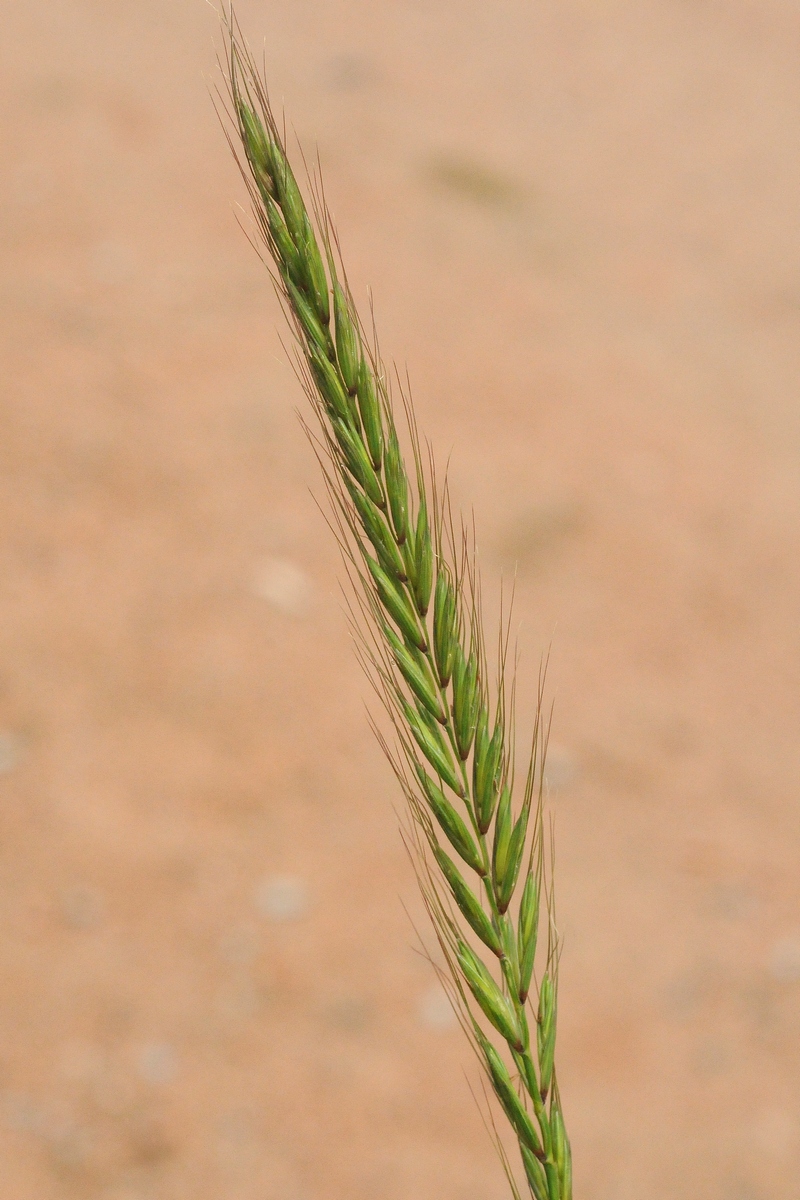 Image of Elymus dahuricus specimen.