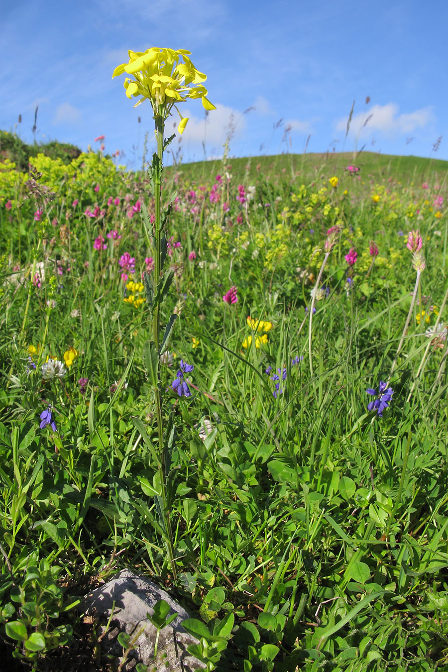 Изображение особи Erysimum cuspidatum.