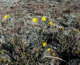 Tragopogon podolicus. Цветущее и плодоносящее растение на песчаной дюне. Украина, Ровенская обл., Заречнянский р-н, с. Млын, остров на р. Припять. 28 июля 2008 г.