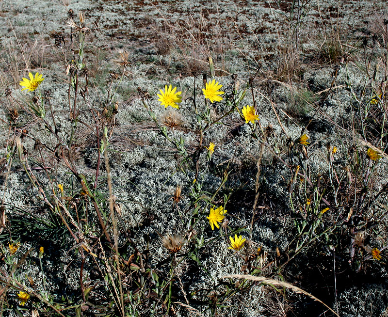 Image of Tragopogon podolicus specimen.