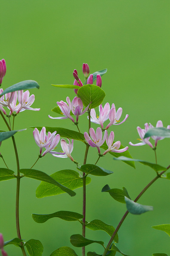 Изображение особи Lonicera tatarica.