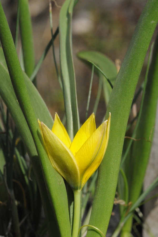 Изображение особи Tulipa urumiensis.