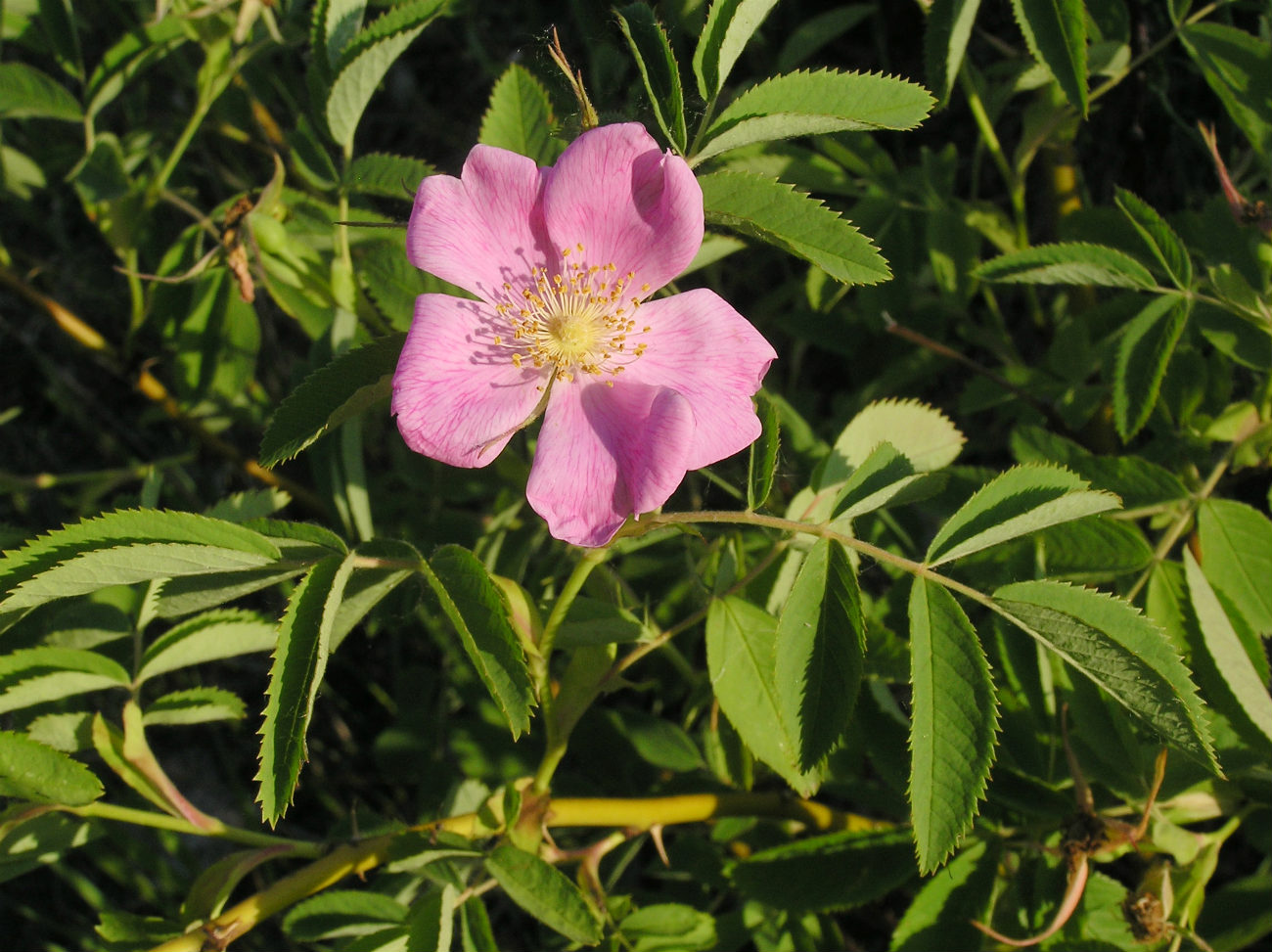 Image of Rosa cinnamomea specimen.