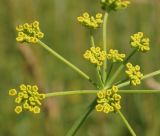 Pastinaca sylvestris