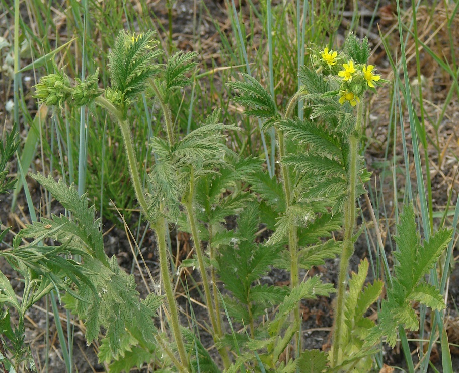 Изображение особи Potentilla acervata.