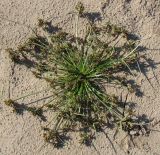 Cyperus fuscus