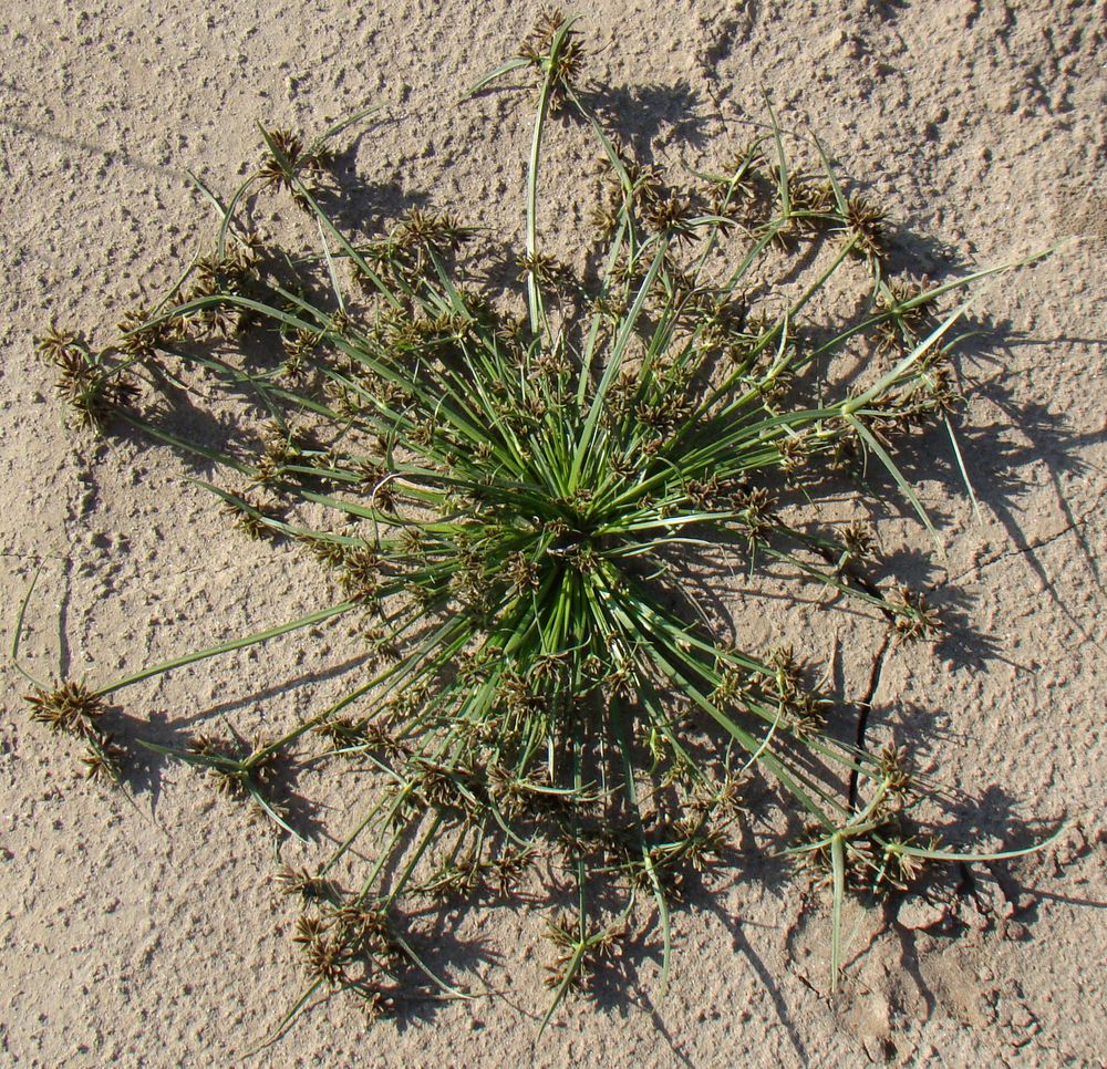 Image of Cyperus fuscus specimen.