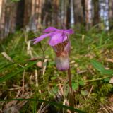 Calypso bulbosa. Цветок. Свердловская обл., окр. г. Североуральск, таёжный лес. 21.05.2007.