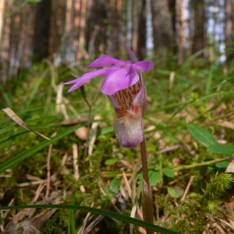 Image of Calypso bulbosa specimen.