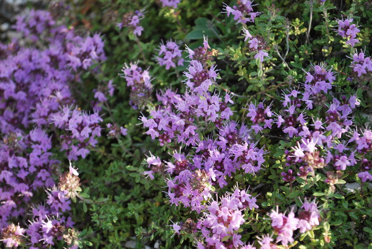 Изображение особи Thymus dubjanskyi.