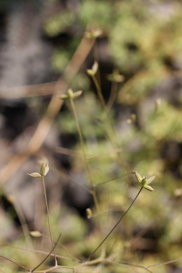 Image of Thalictrum isopyroides specimen.