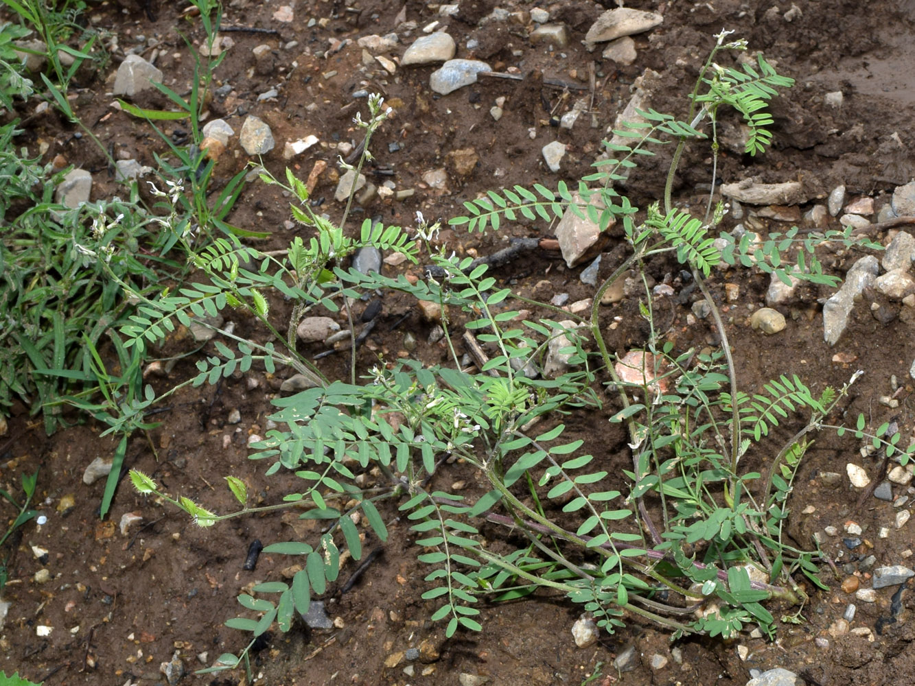 Image of Astragalus schmalhausenii specimen.