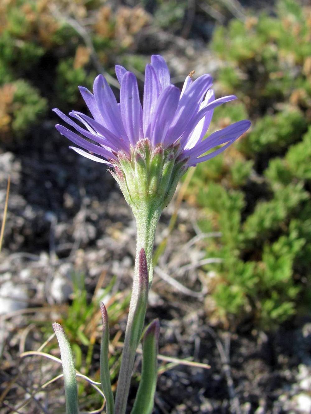 Image of Rhinactinidia eremophila ssp. tuvinica specimen.