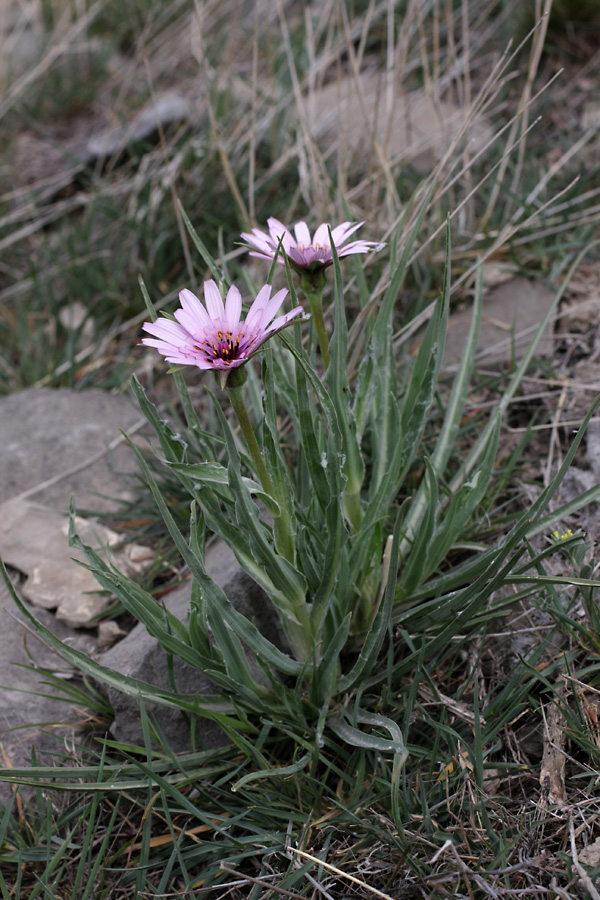 Изображение особи Tragopogon marginifolius.