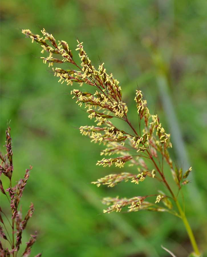 Изображение особи Spodiopogon sibiricus.